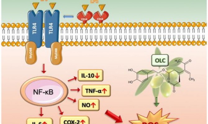 THE ANTI-INFLAMMATORY EFFECT OF OLEACEIN CAN PROTECT AGAINST OXIDATIVE STRESS