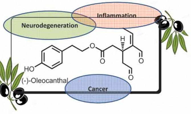 THE ANTI-CANCER PROPERTIES OF OLEOCANTHAL