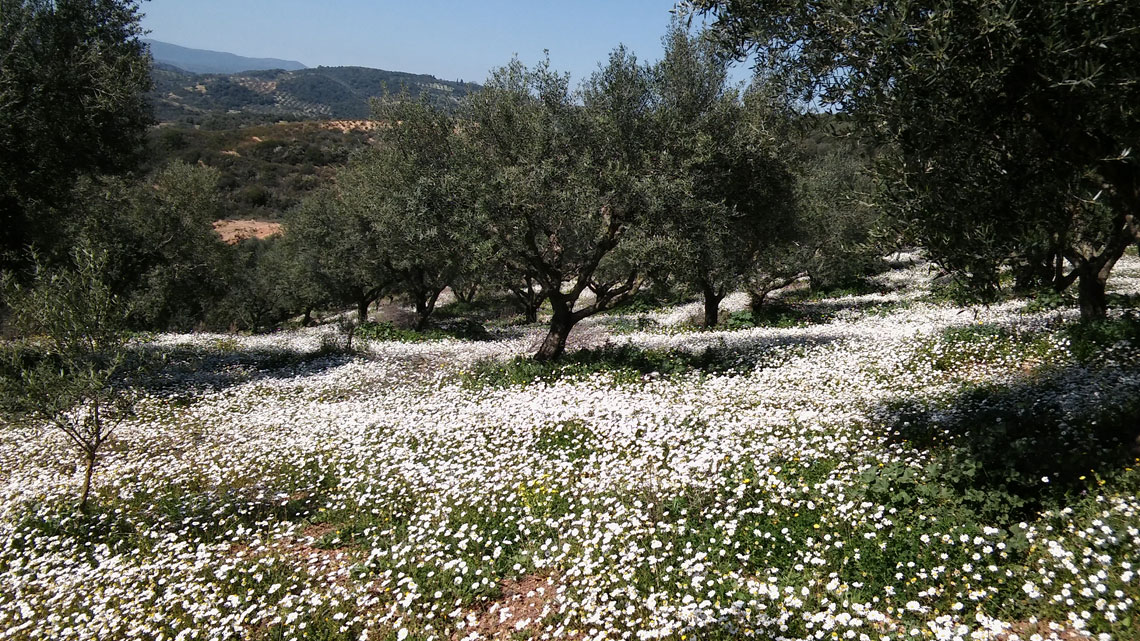 ΚΑΛΛΙΕΡΓΕΙΑ