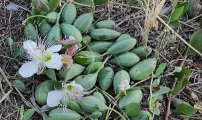 ΑΓΡΙΑ ΚΑΠΑΡΗ: ΚΛΙΝΙΚΗ ΔΟΚΙΜΗ ΣΕ ΔΙΑΒΗΤΙΚΟΥΣ ΤΥΠΟΥ 2